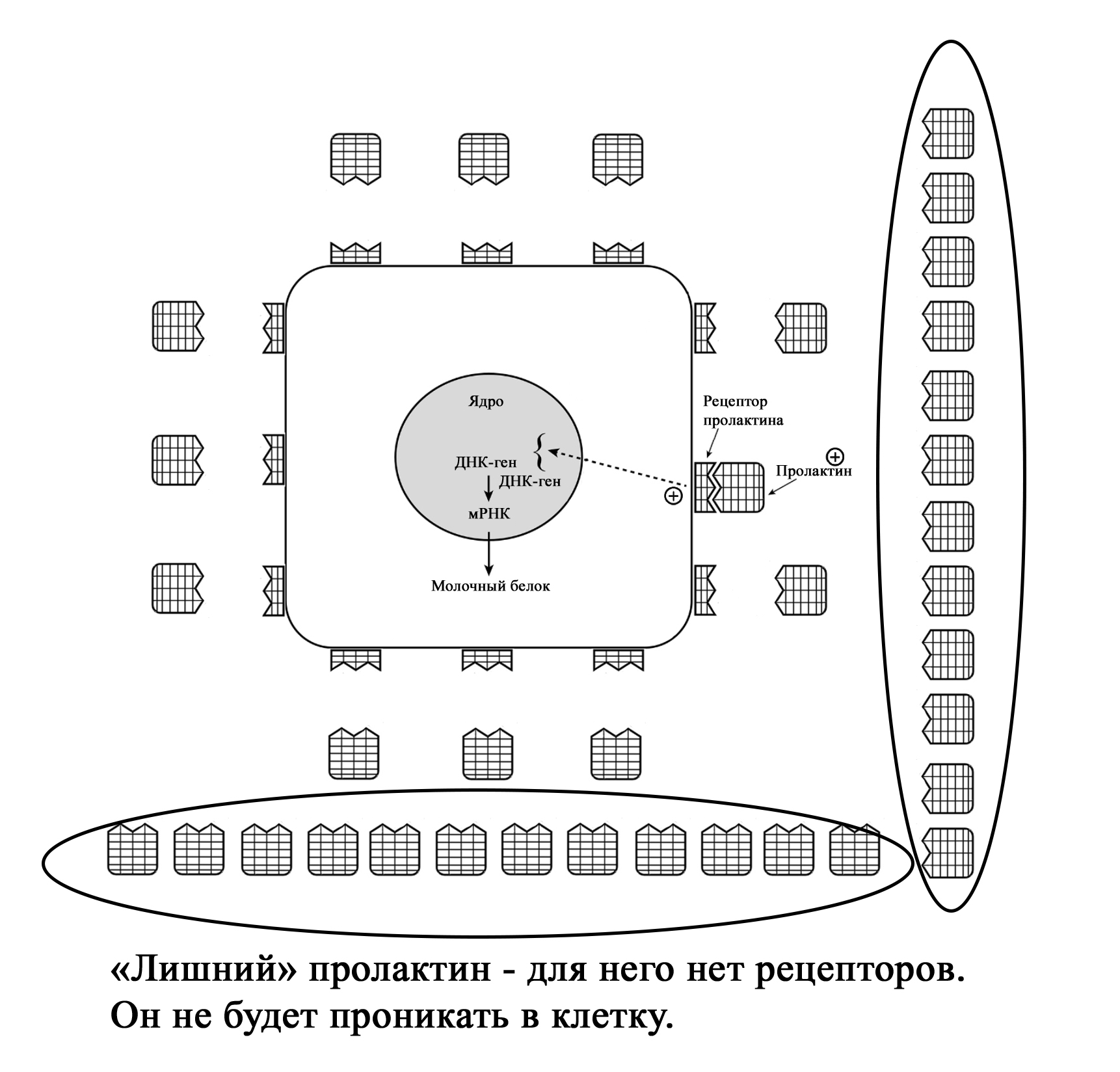 Грудное вскармливание. Анатомия. Физиология (обзор литературы). - Мысли  вслух, обзоры и пр. ... - Каталог статей - Сайт Яковлева Я.Я.